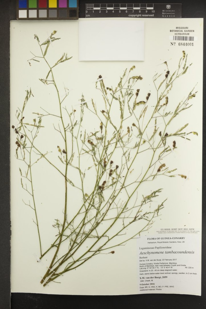 Aeschynomene tambacoundensis photo 3