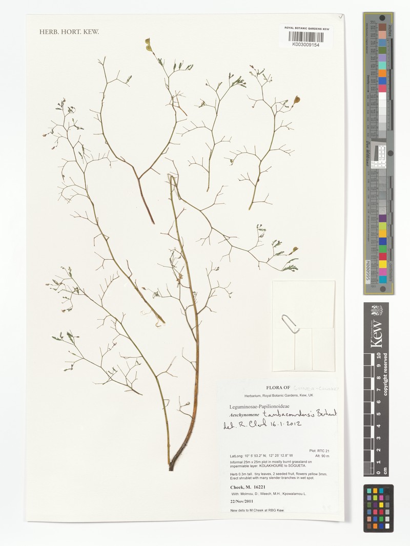 Aeschynomene tambacoundensis photo 5