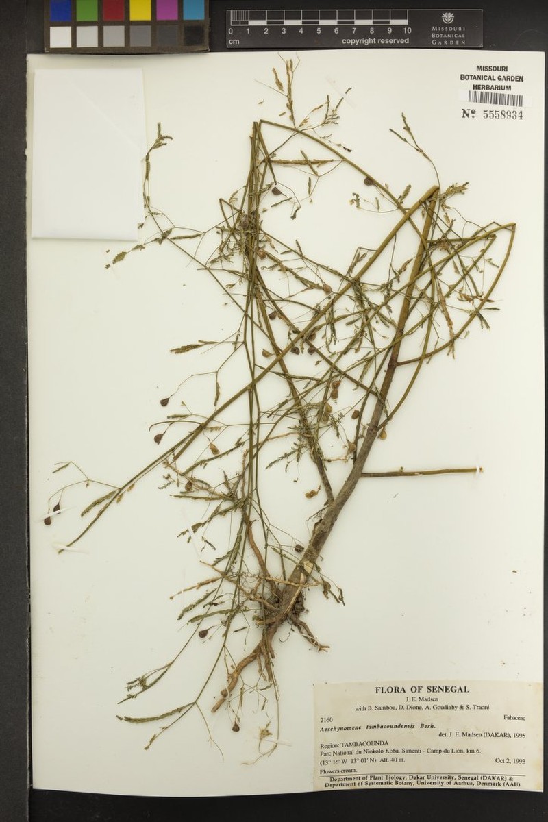 Aeschynomene tambacoundensis photo 6