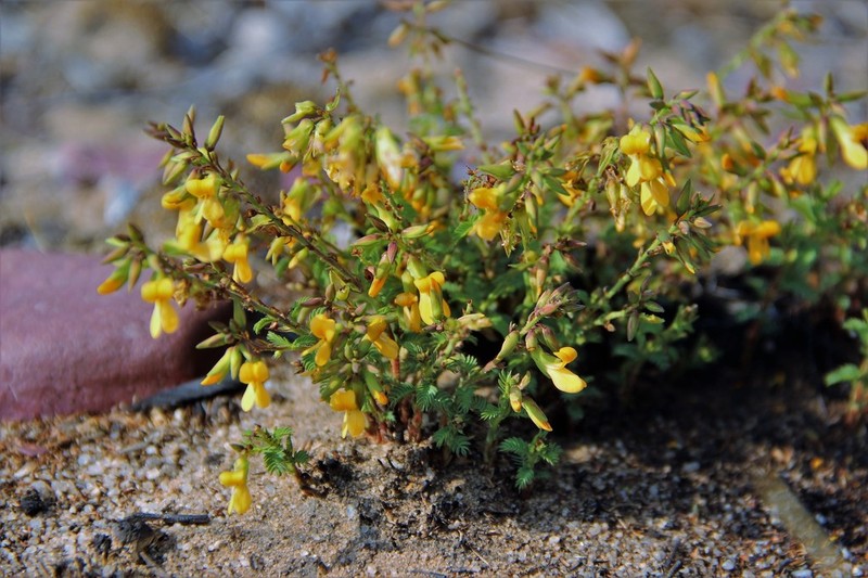 Aeschynomene tenuirama