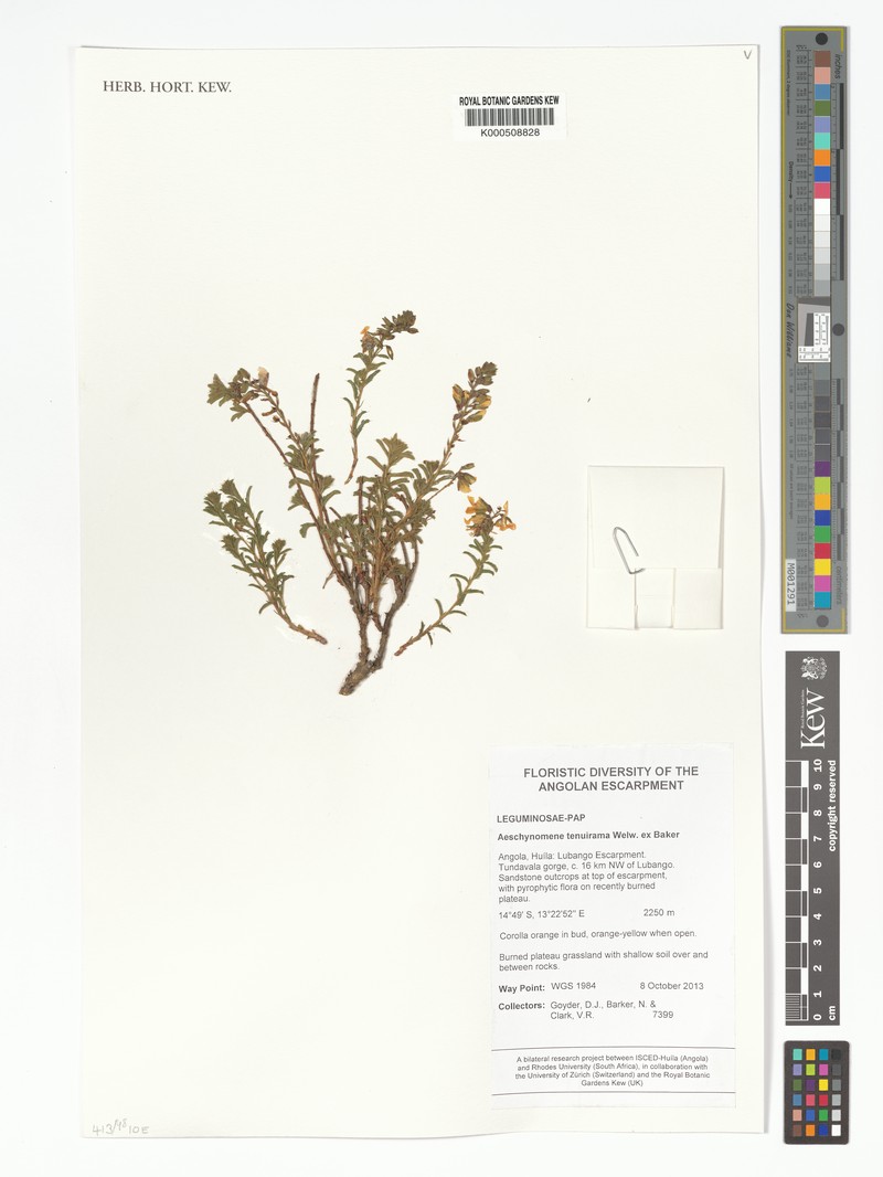 Aeschynomene tenuirama photo 3