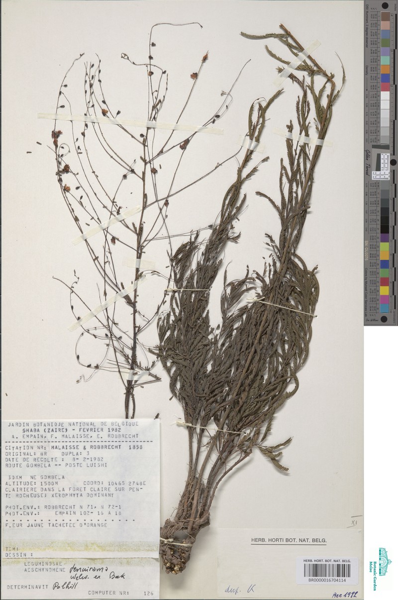 Aeschynomene tenuirama photo 4