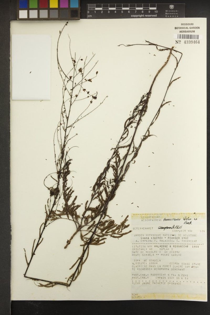 Aeschynomene tenuirama photo 5