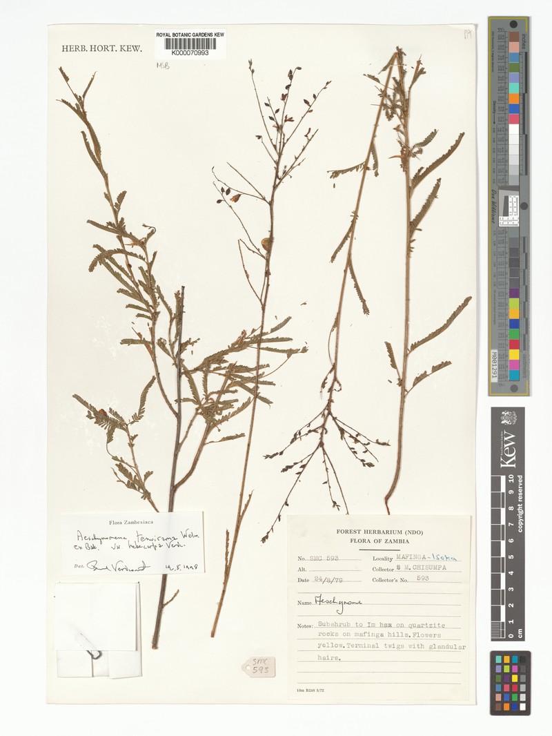 Aeschynomene tenuirama photo 6