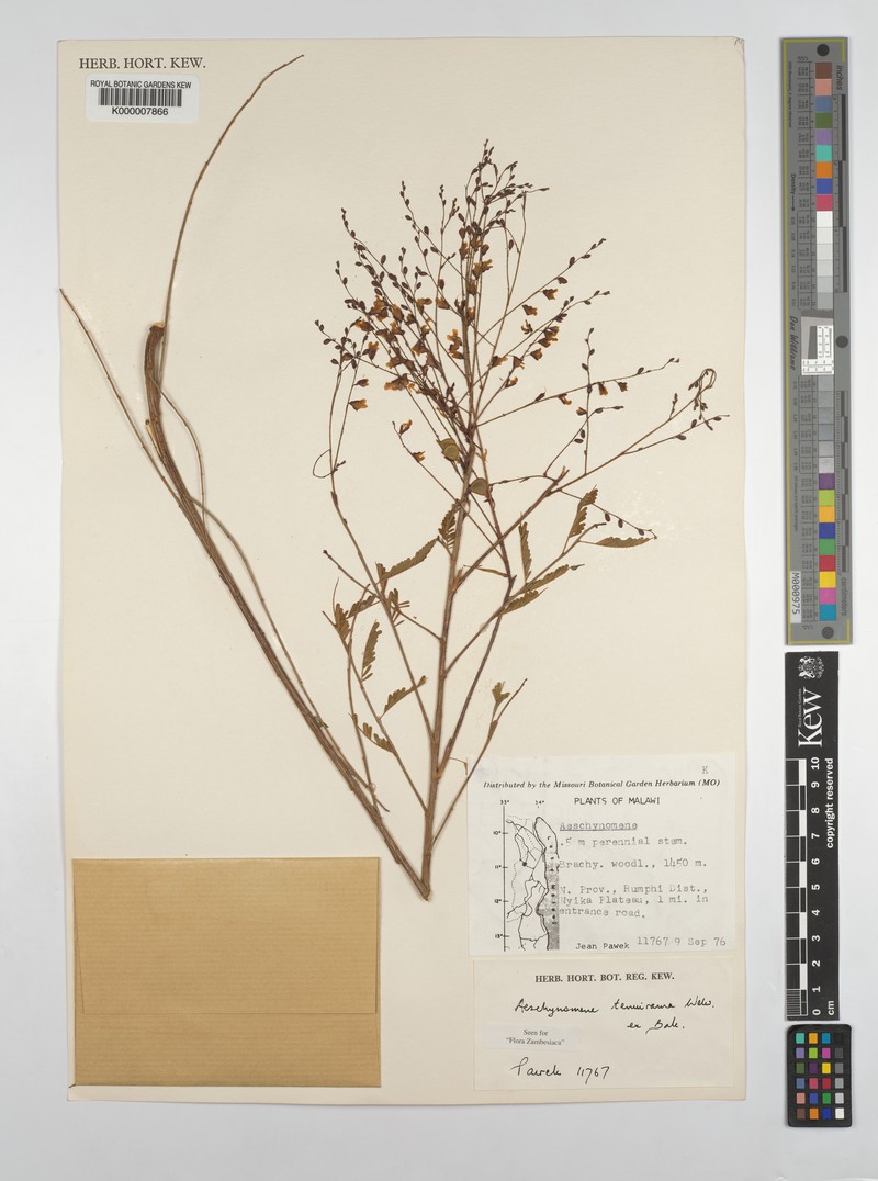 Aeschynomene tenuirama photo 7