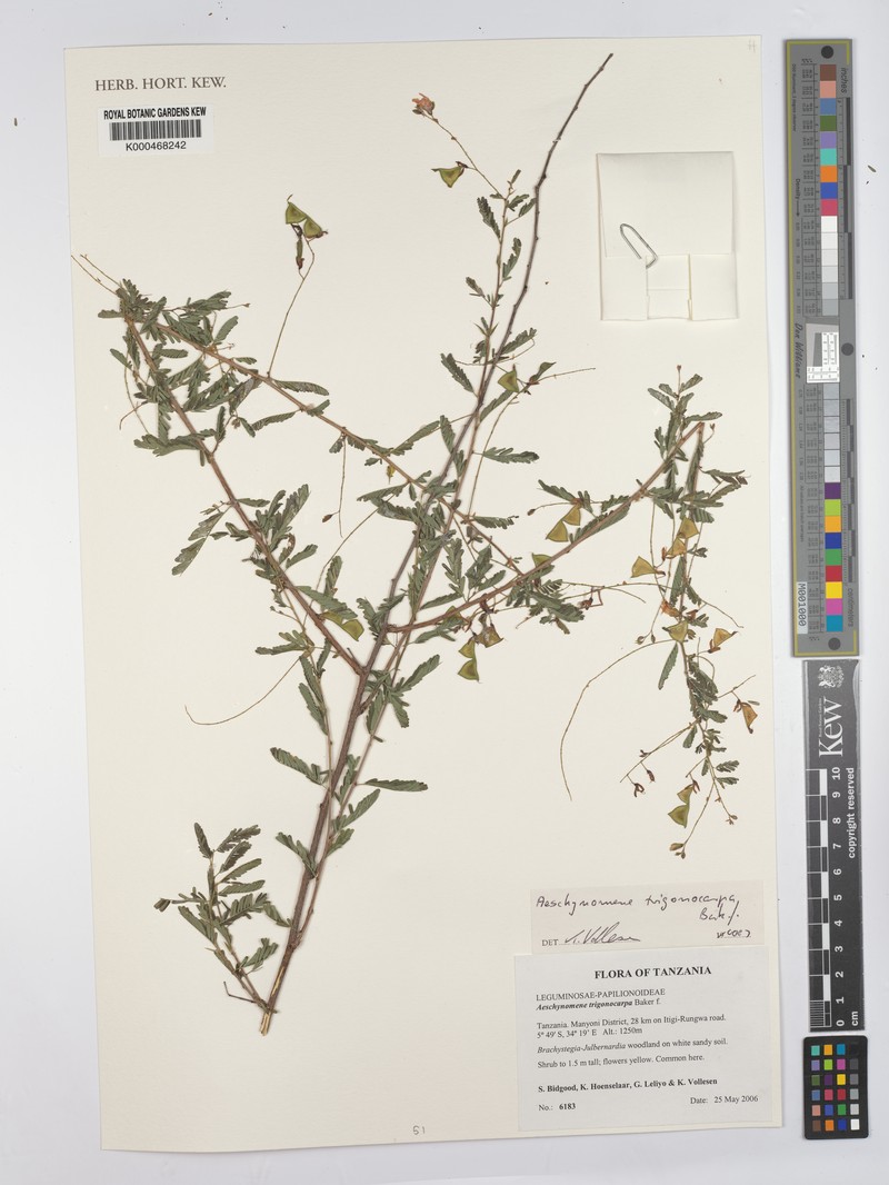Aeschynomene trigonocarpa