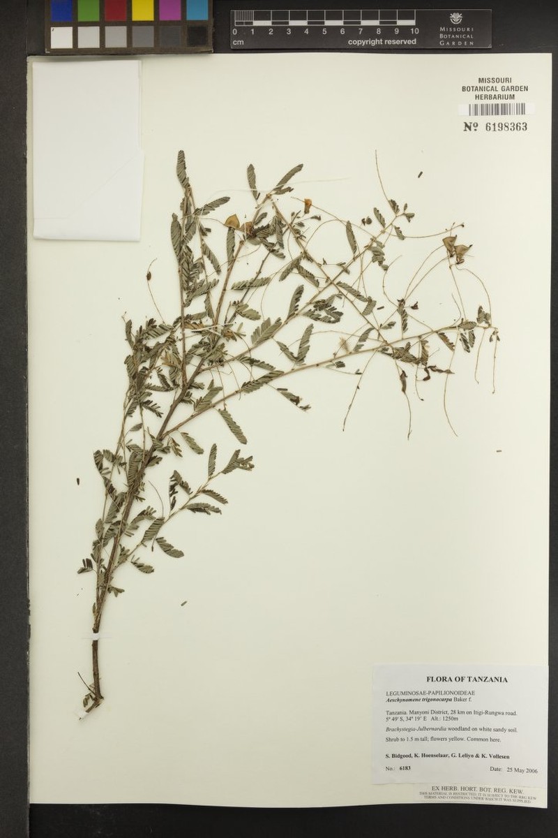 Aeschynomene trigonocarpa photo 2