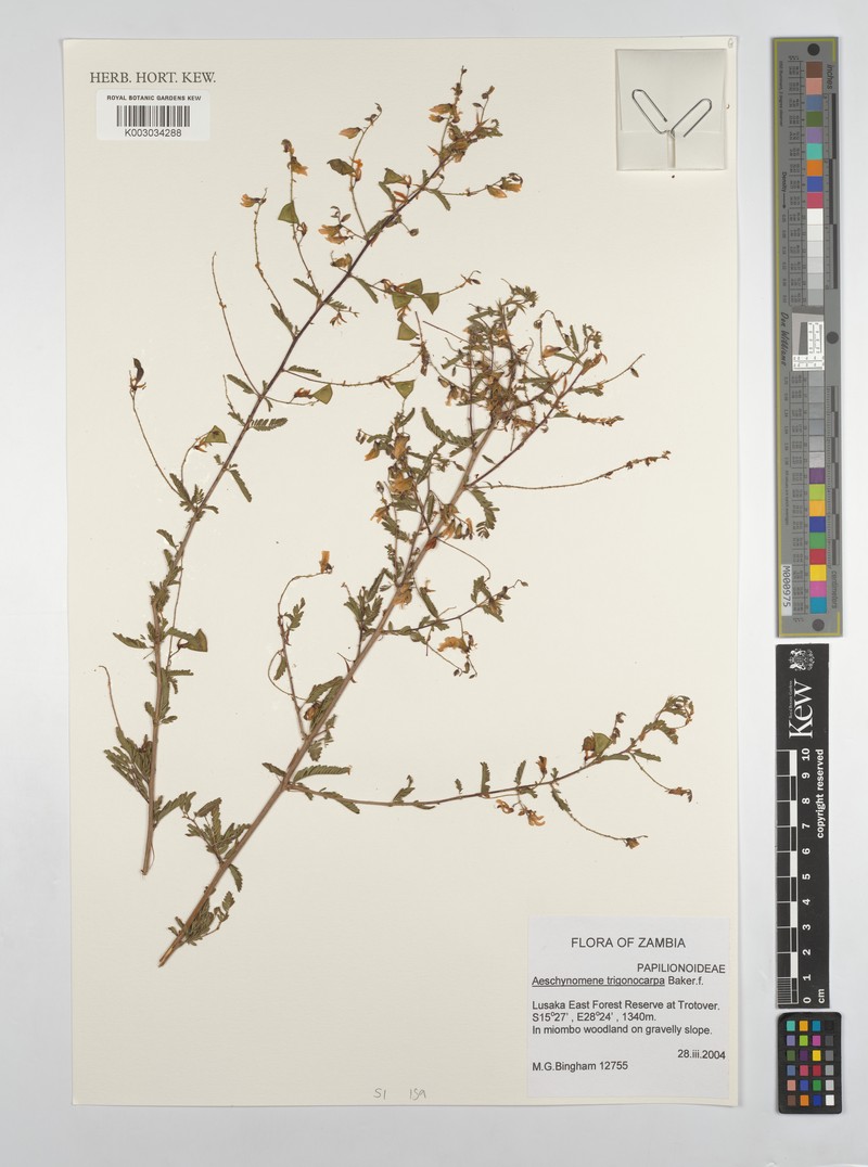Aeschynomene trigonocarpa photo 3