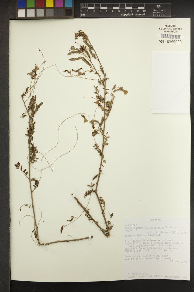 Aeschynomene trigonocarpa photo 4