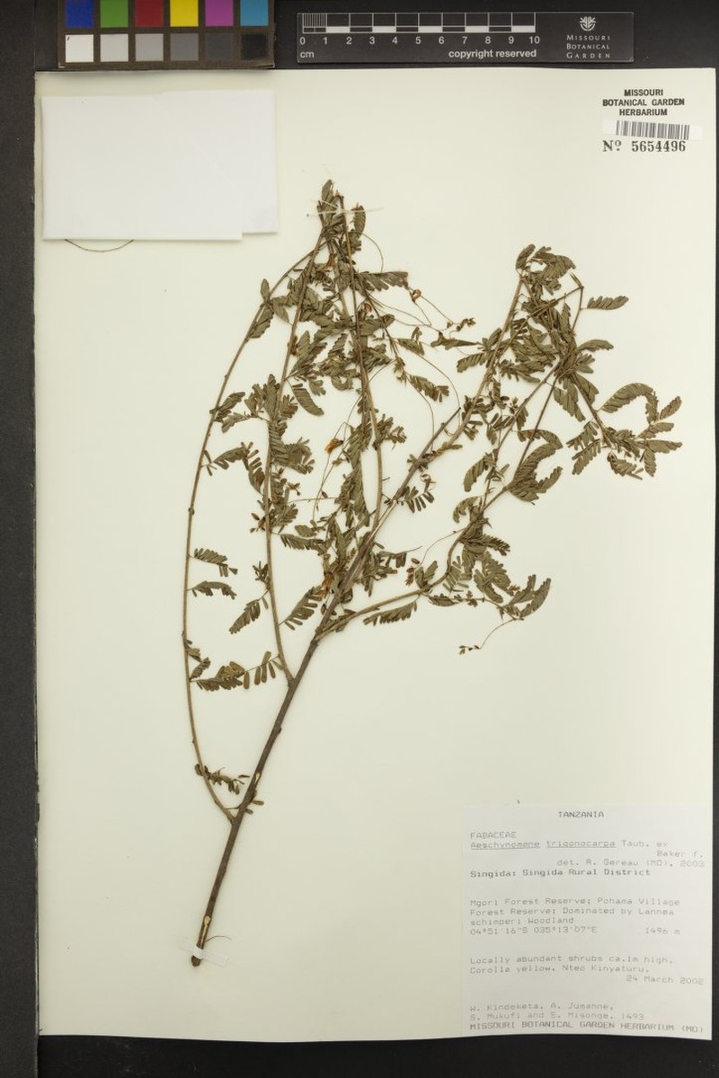 Aeschynomene trigonocarpa photo 5