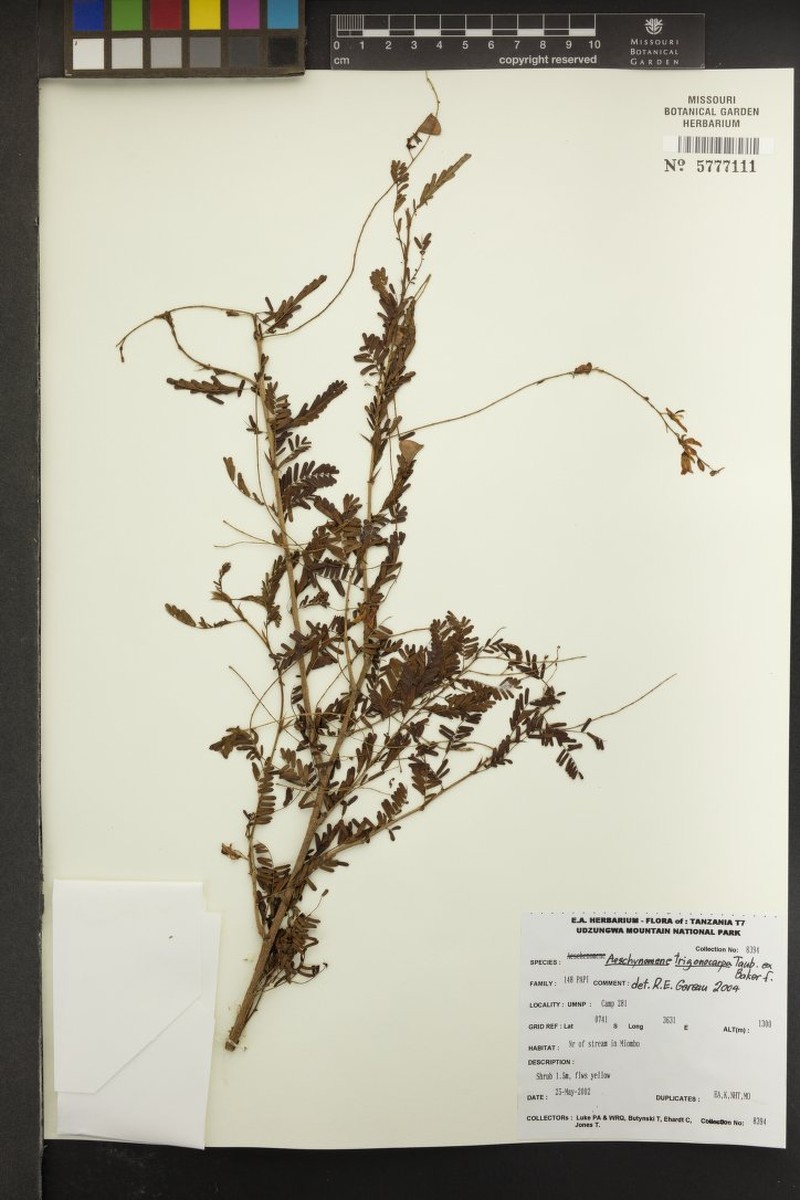 Aeschynomene trigonocarpa photo 6