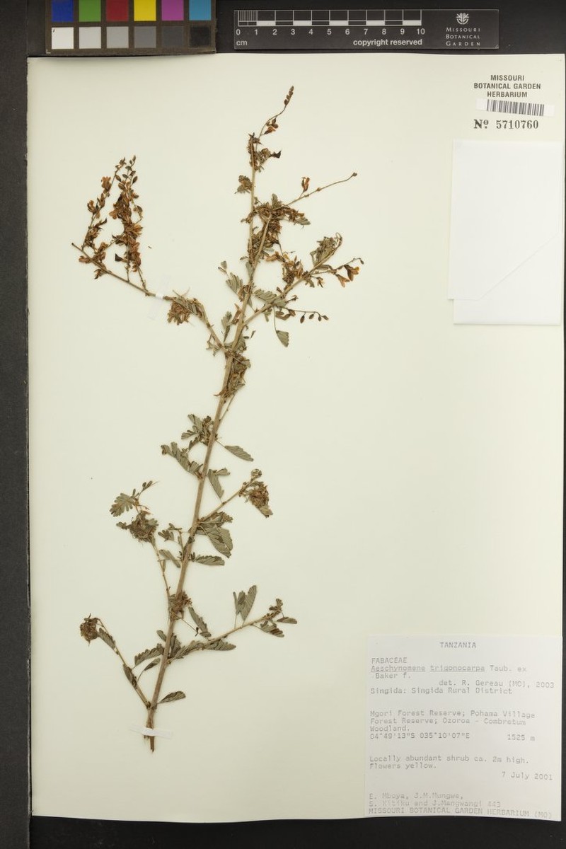 Aeschynomene trigonocarpa photo 7