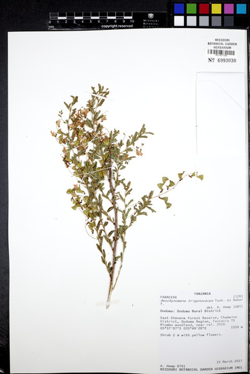 Aeschynomene trigonocarpa photo 8