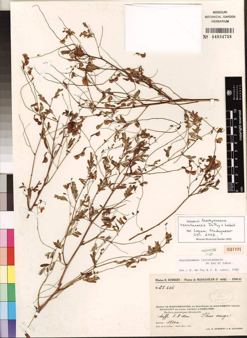 Aeschynomene tsaratanensis