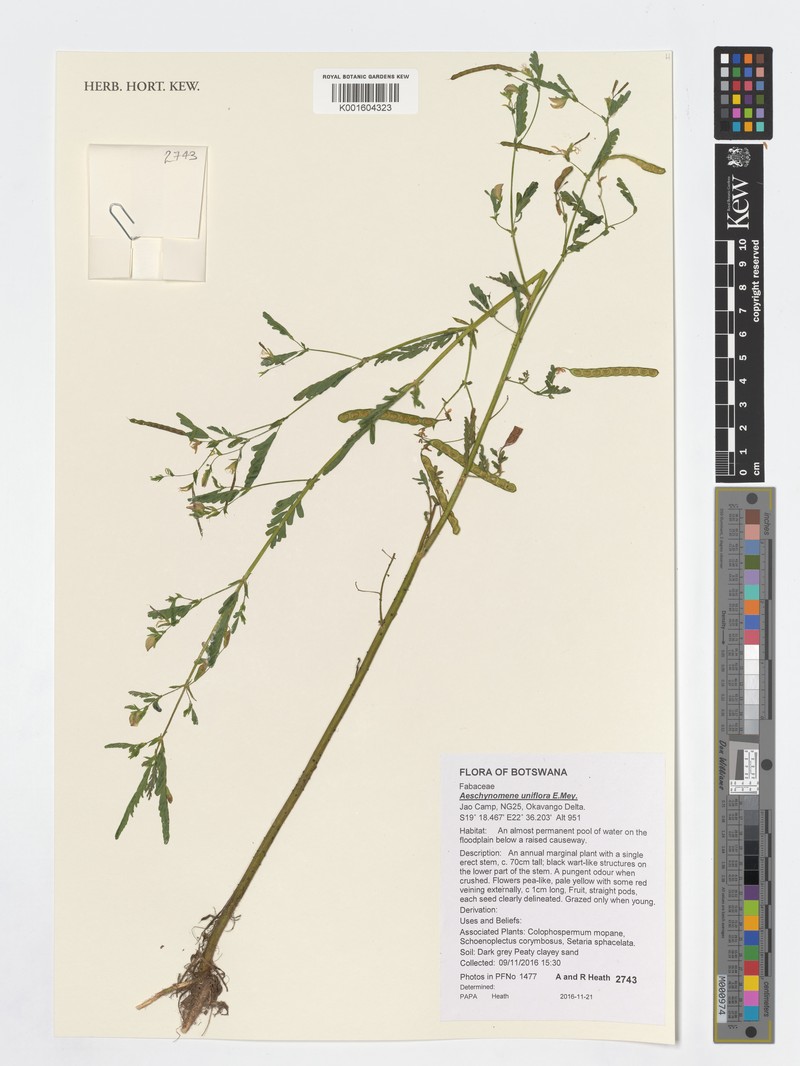 Aeschynomene uniflora