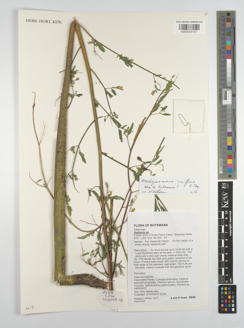 Aeschynomene uniflora photo 2