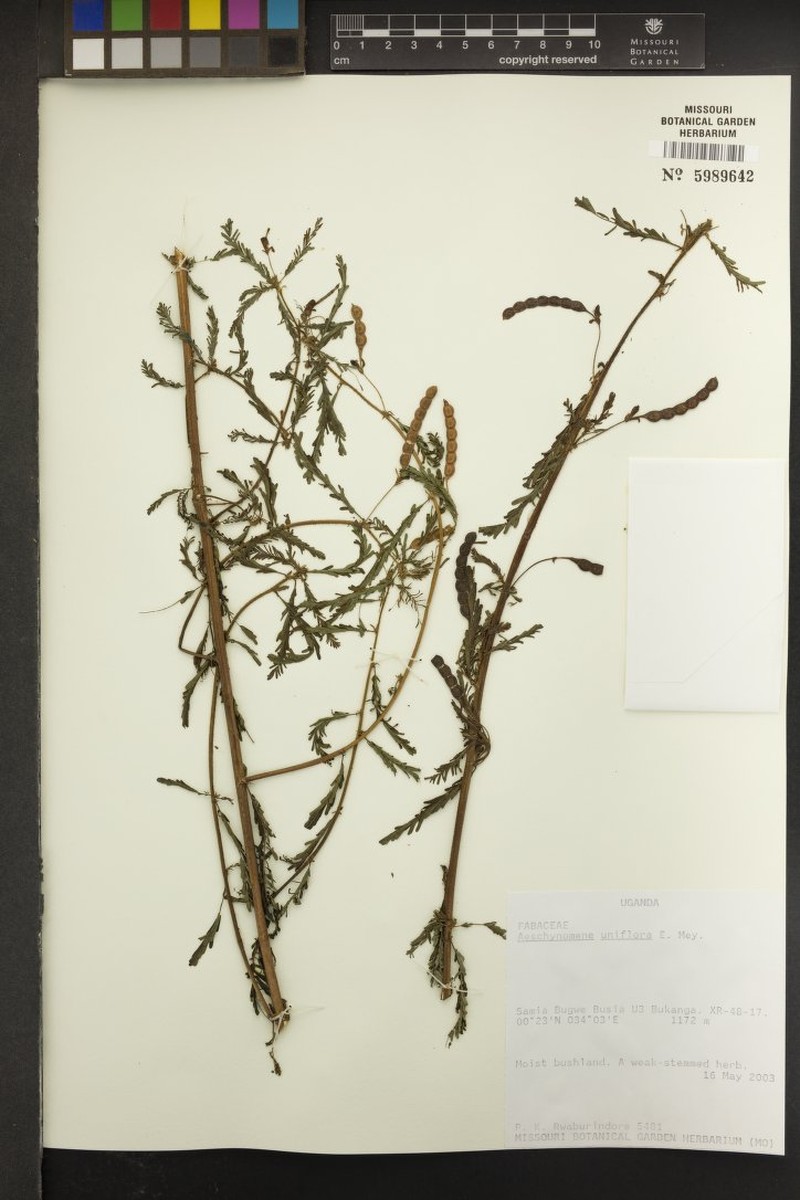 Aeschynomene uniflora photo 3