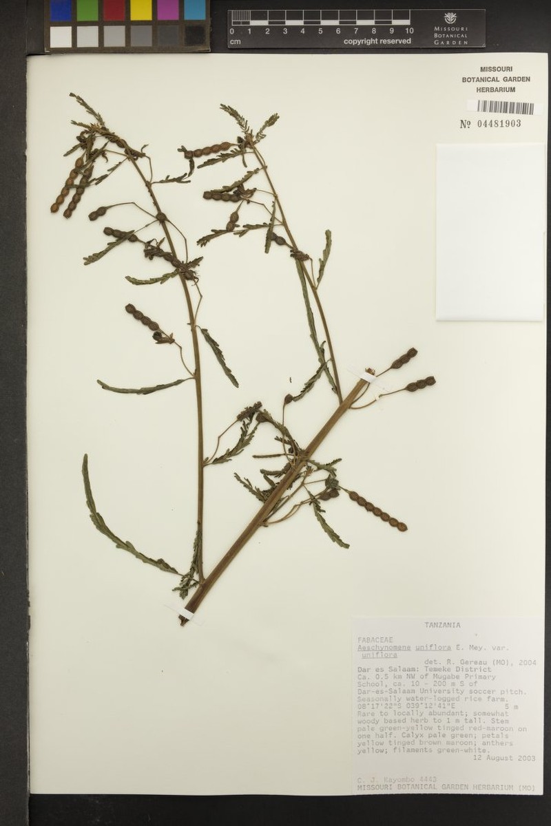 Aeschynomene uniflora photo 4