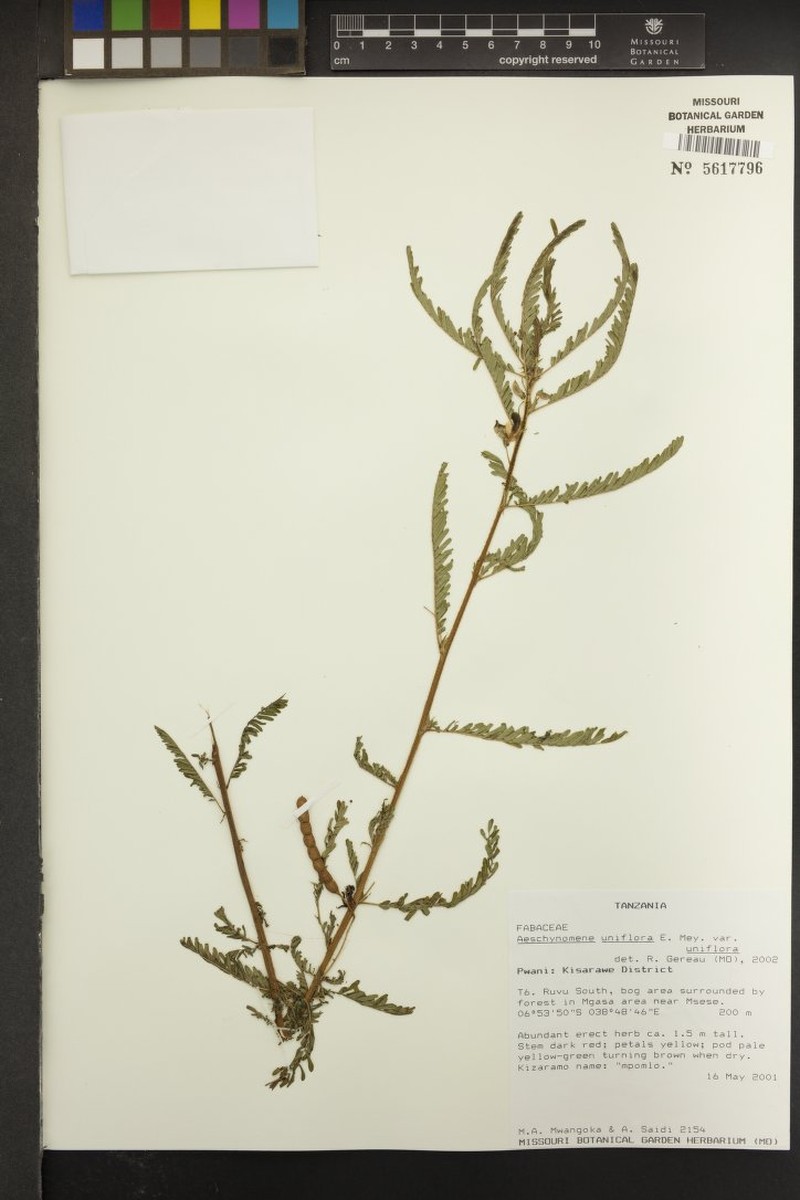 Aeschynomene uniflora photo 5