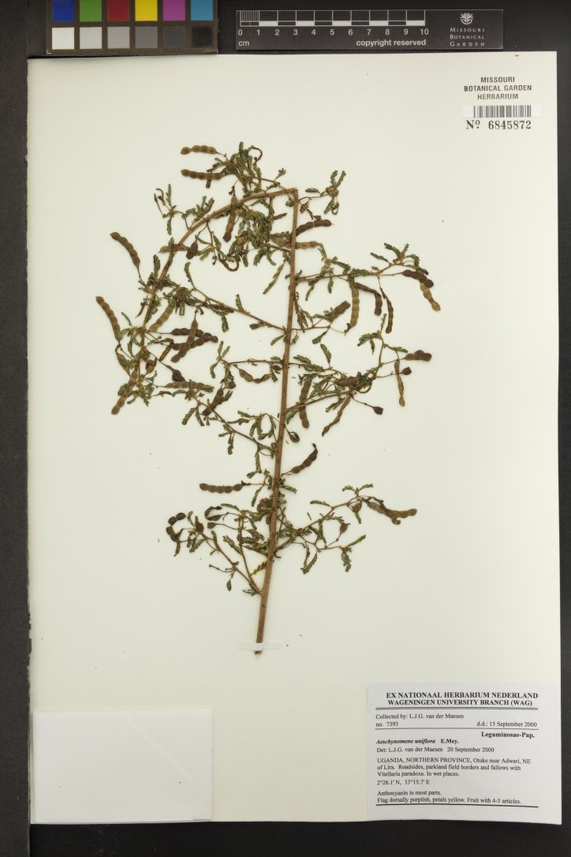 Aeschynomene uniflora photo 6