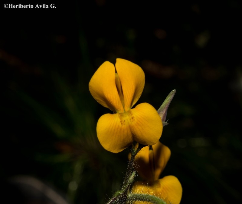 Aeschynomene unijuga