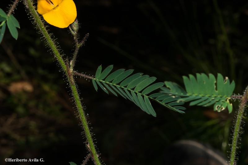 Aeschynomene unijuga photo 2