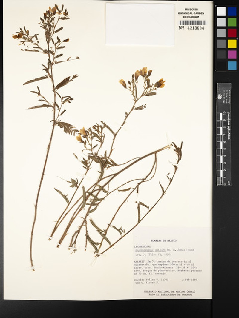 Aeschynomene unijuga photo 3