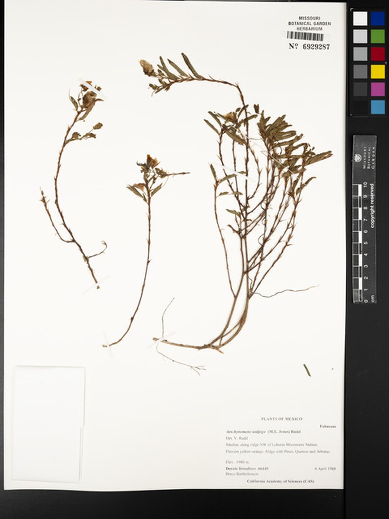 Aeschynomene unijuga photo 4