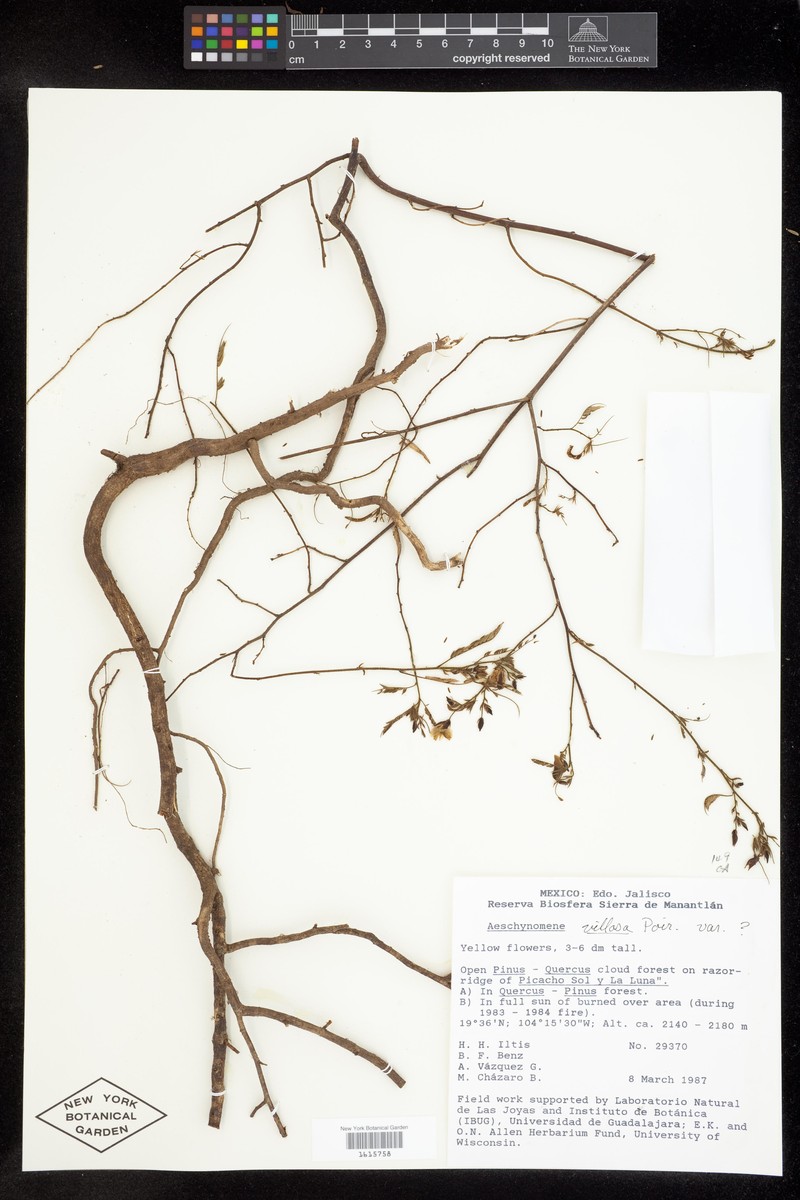 Aeschynomene unijuga photo 5