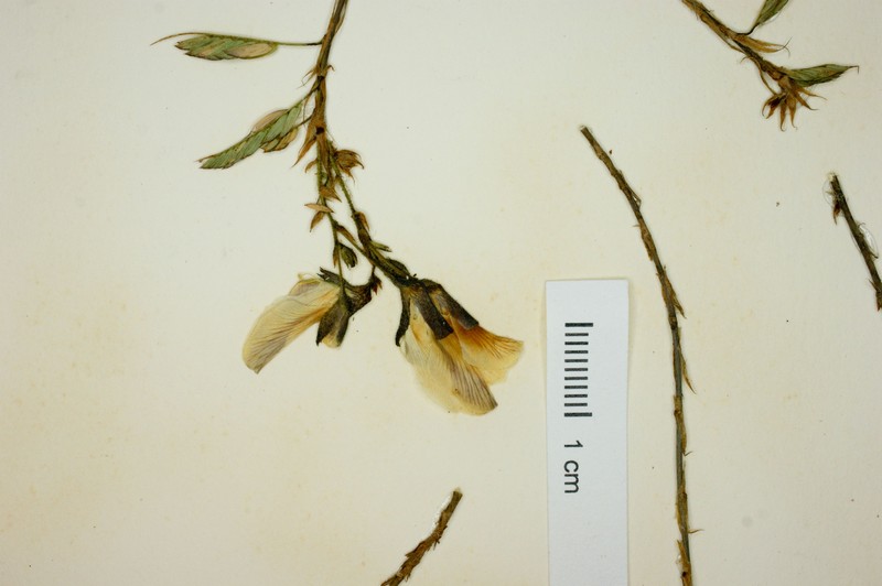 Aeschynomene unijuga photo 6