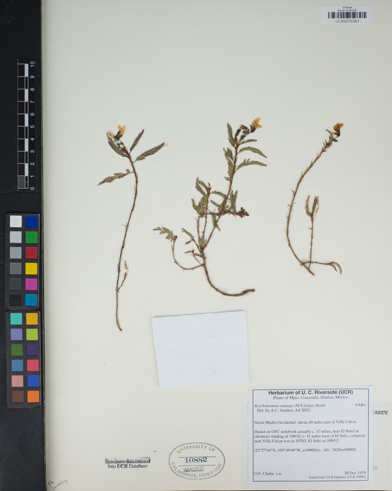 Aeschynomene unijuga photo 7