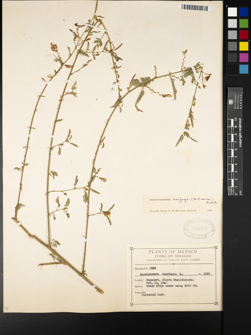 Aeschynomene unijuga photo 8