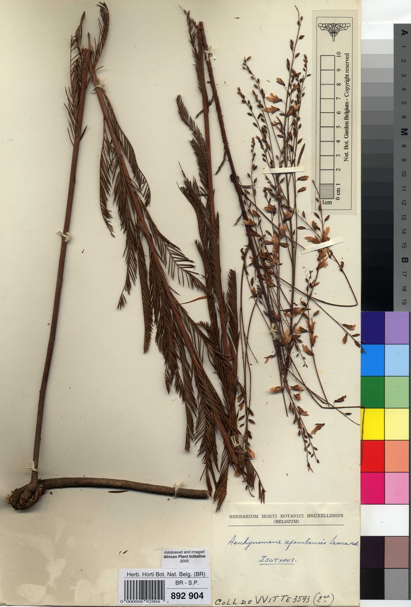 Aeschynomene upembensis