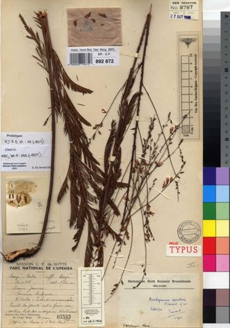 Aeschynomene upembensis photo 2
