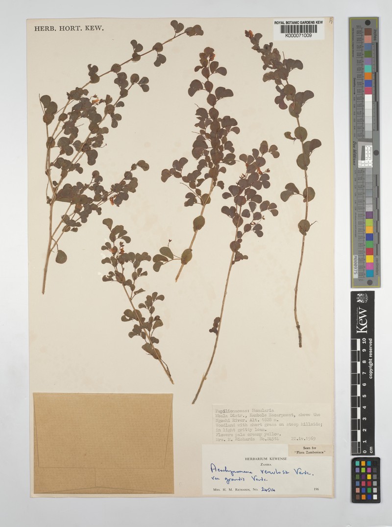 Aeschynomene venulosa