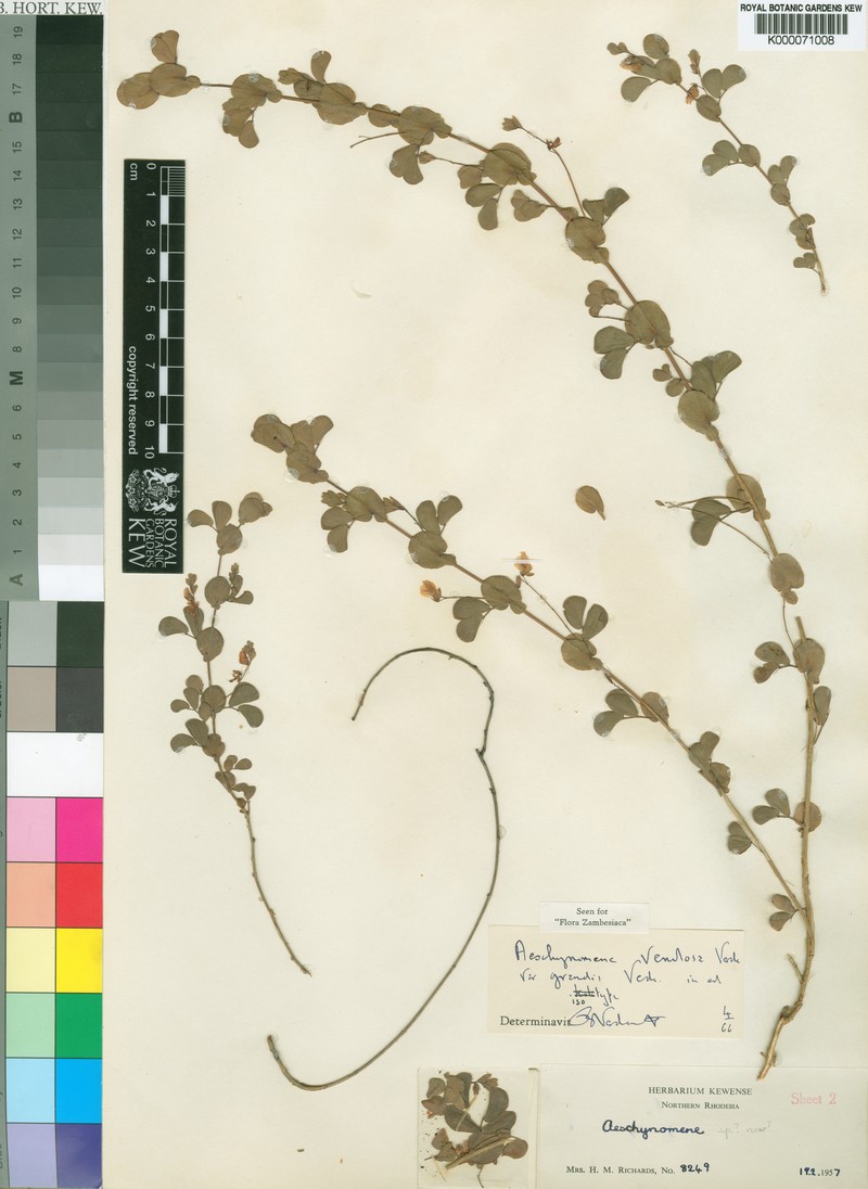 Aeschynomene venulosa photo 2