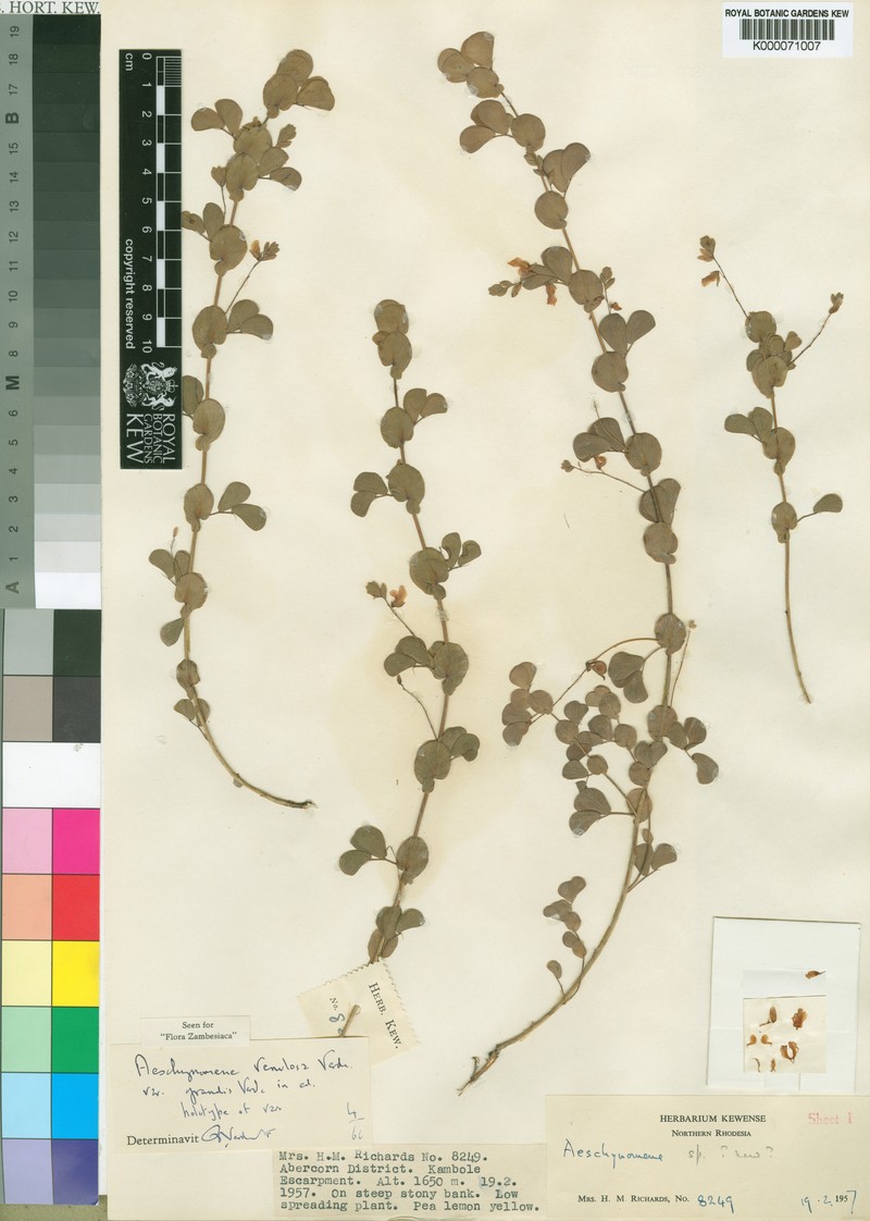 Aeschynomene venulosa photo 3