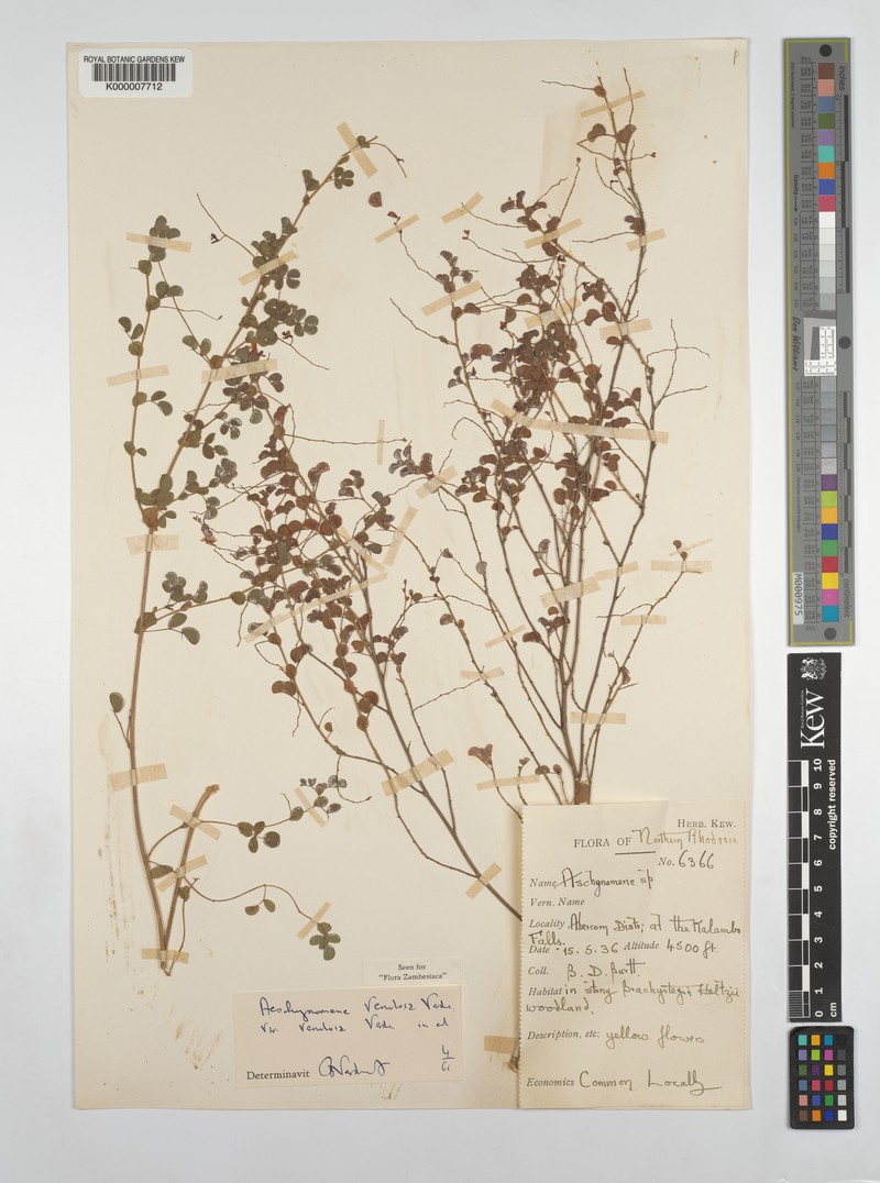 Aeschynomene venulosa photo 4