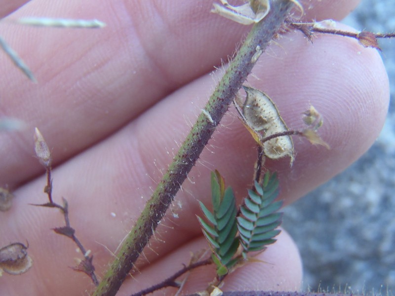 Hairy Jointvetch
