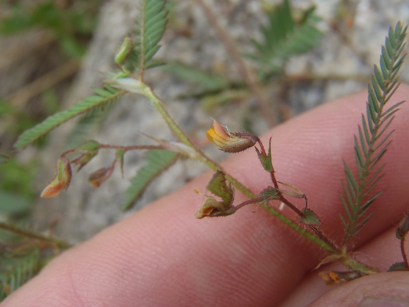 Hairy Jointvetch photo 2