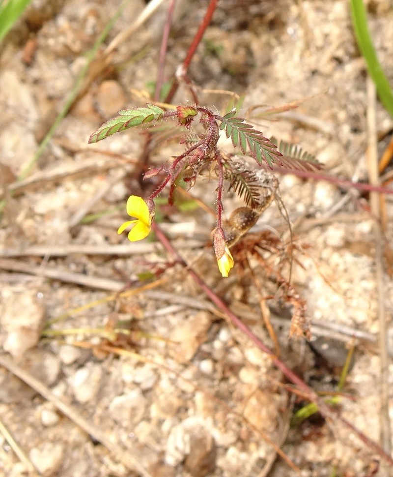 Hairy Jointvetch photo 3