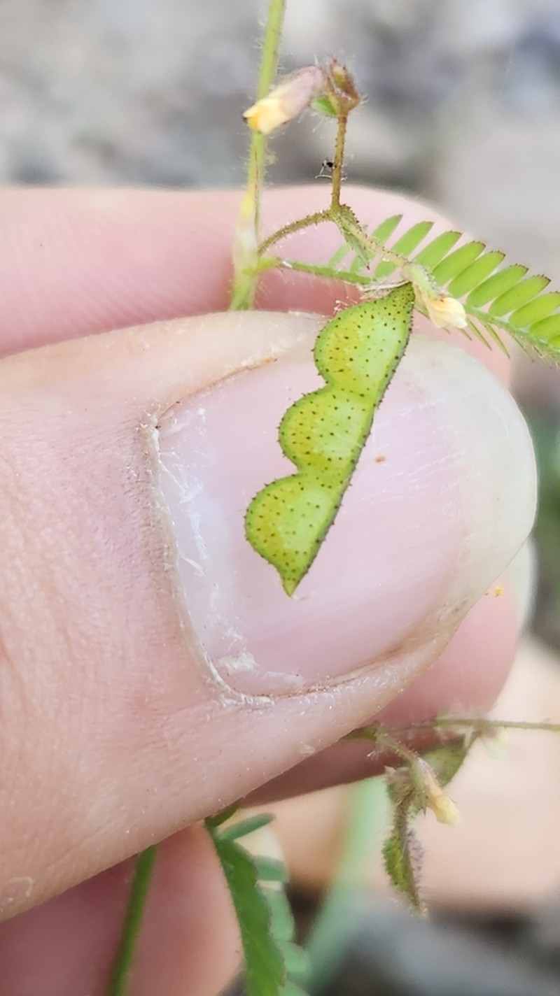 Hairy Jointvetch photo 4