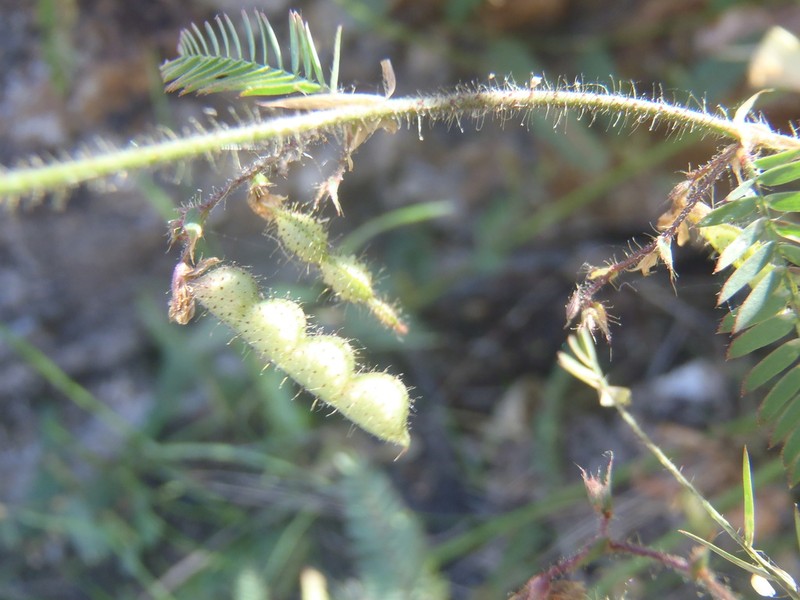 Hairy Jointvetch photo 5