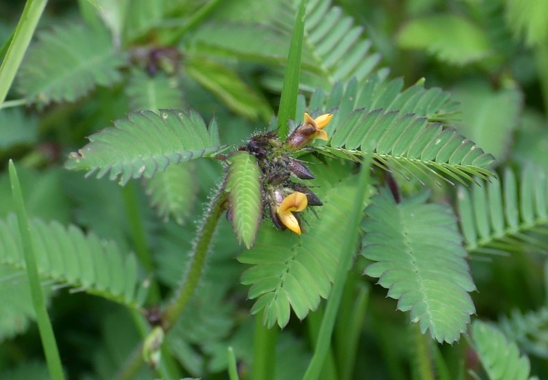 Hairy Jointvetch photo 6