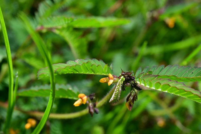 Hairy Jointvetch photo 7