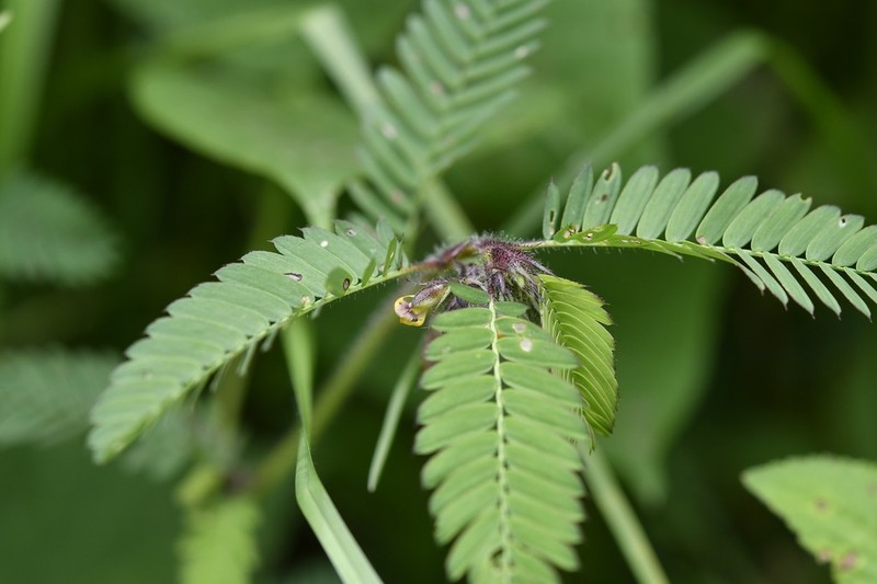 Hairy Jointvetch photo 8