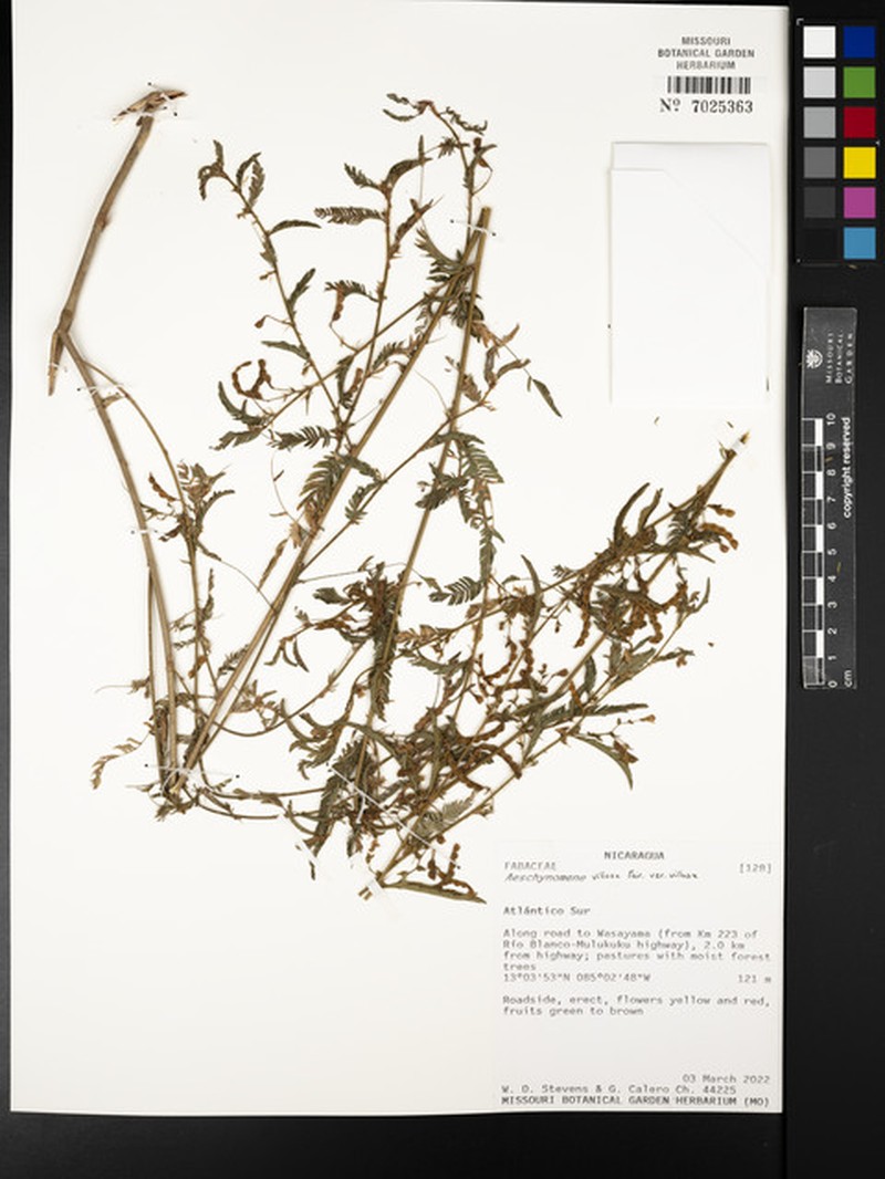 Aeschynomene villosa var. villosa