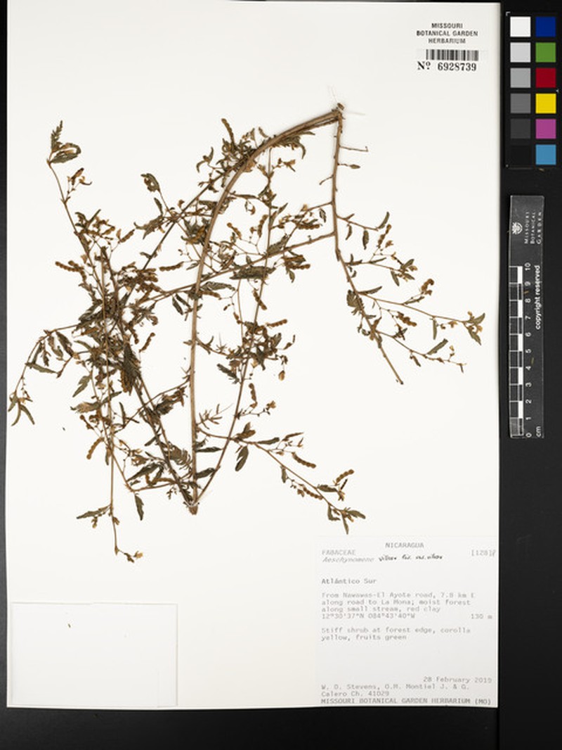 Aeschynomene villosa var. villosa photo 2
