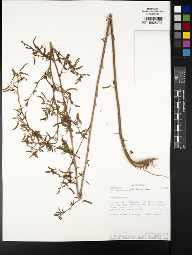 Aeschynomene villosa var. villosa photo 3