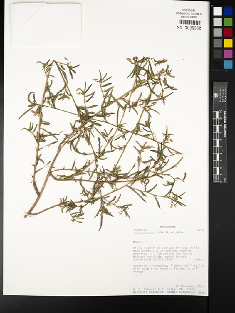 Aeschynomene villosa var. villosa photo 4